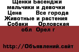 Щенки Басенджи ,мальчики и девочки › Цена ­ 1 - Все города Животные и растения » Собаки   . Орловская обл.,Орел г.